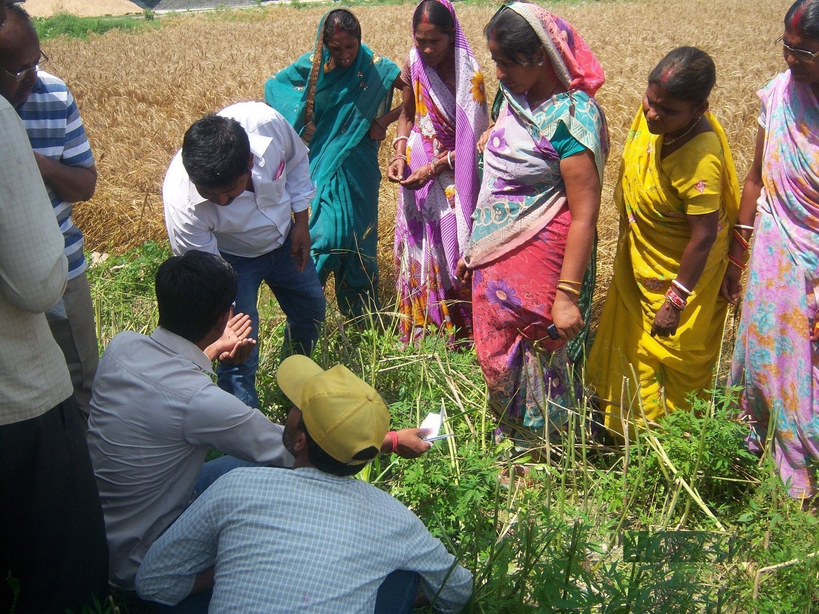CWS team members and women farmers taking part in a field demonstration
