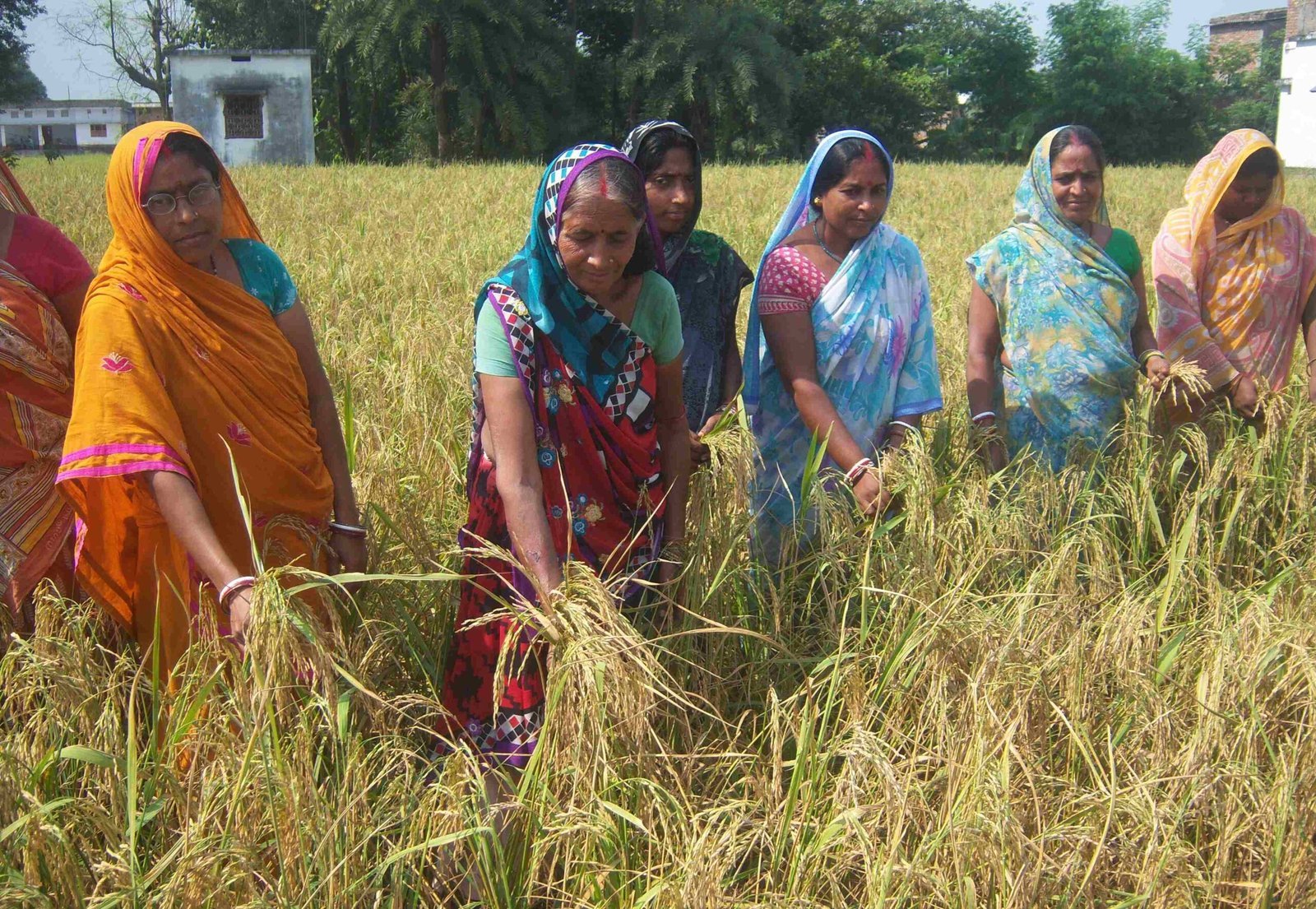 Women farmers standing together among mature rice plants.